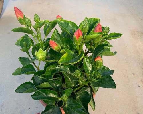 扶桑花开花后的管理技巧（如何让扶桑花长久地美丽绽放）