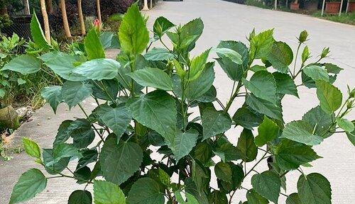 扶桑花开花后的管理技巧（如何让扶桑花长久地美丽绽放）