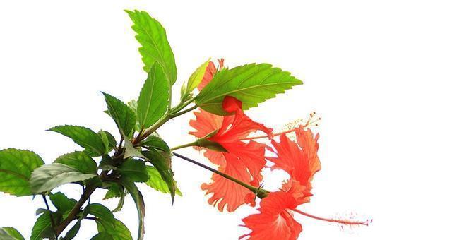 扶桑花可食用吗（扶桑花的食用方法及注意事项）
