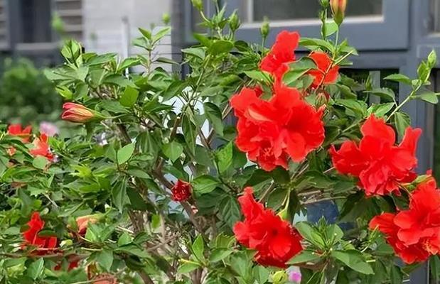 扶桑花与啤酒的神奇结合（探索扶桑花浇啤酒的奇妙之处）