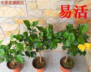 扶桑花适不适合放在卧室（卧室养植是否对身体有害）