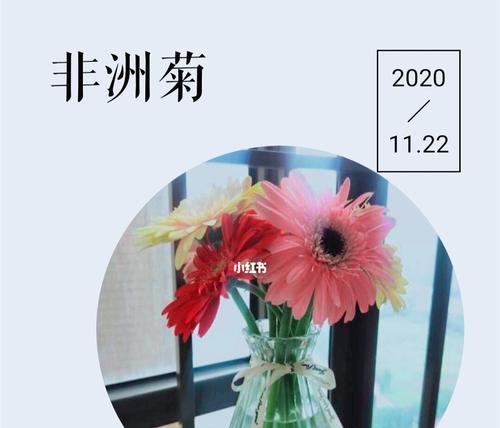 非洲菊花（揭开非洲菊花的神秘面纱）