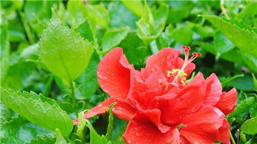 扶桑花能浇硫酸亚铁吗（探究扶桑花的营养需求及施肥方法）