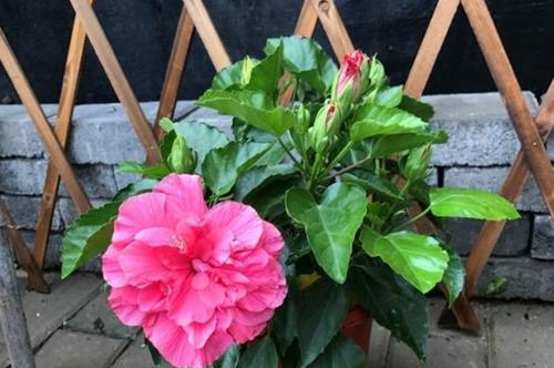 扶桑花能浇硫酸亚铁吗（探究扶桑花的营养需求及施肥方法）