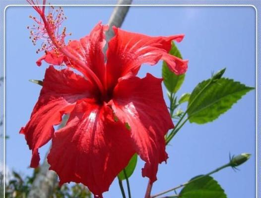 扶桑花是否怕冷（冬季养护要注意哪些）