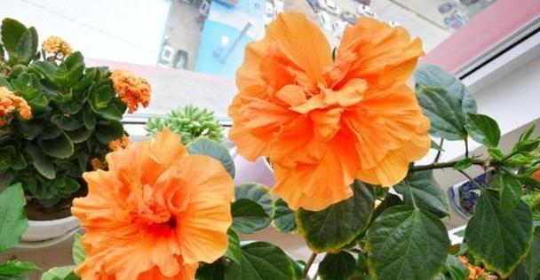 扶桑花是否怕冷（冬季养护要注意哪些）