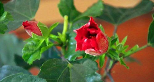 扶桑花是否怕冷（冬季养护要注意哪些）