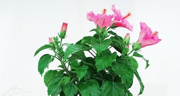 扶桑花的生长周期及花期（探究扶桑花的成长和开花过程）