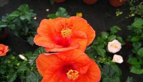 扶桑花开放时间（春季花海之美）