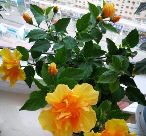 扶桑花开放时间（春季花海之美）