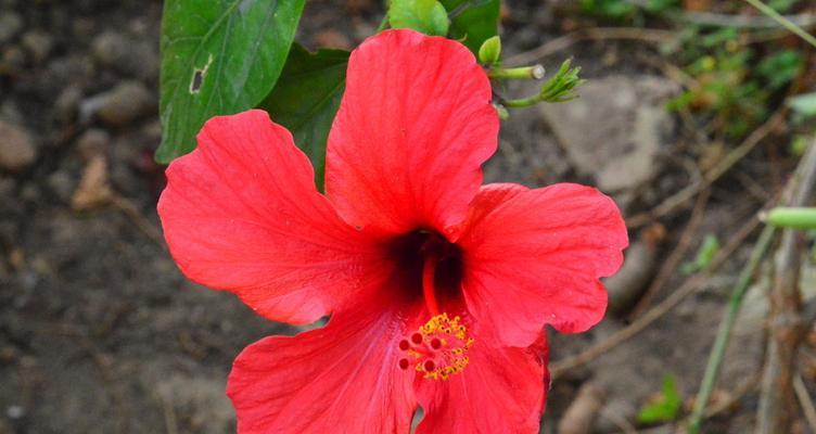 扶桑花开放时间（春季花海之美）