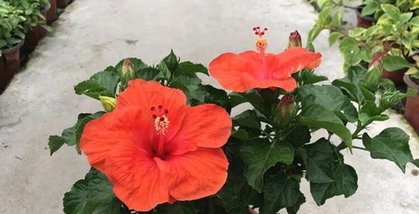 扶桑花期养护方法（打造绚丽多彩的花海）