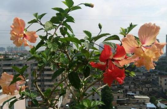 扶桑花期养护方法（打造绚丽多彩的花海）