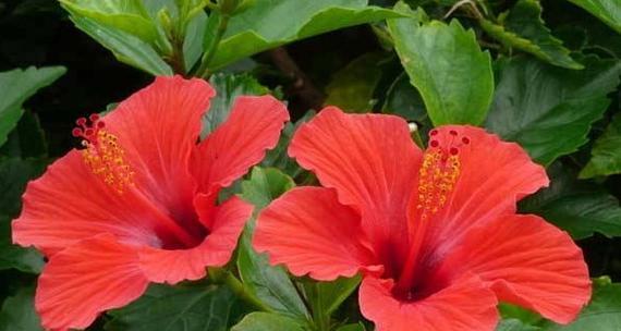 谁不能养扶桑花（防止不良后果）