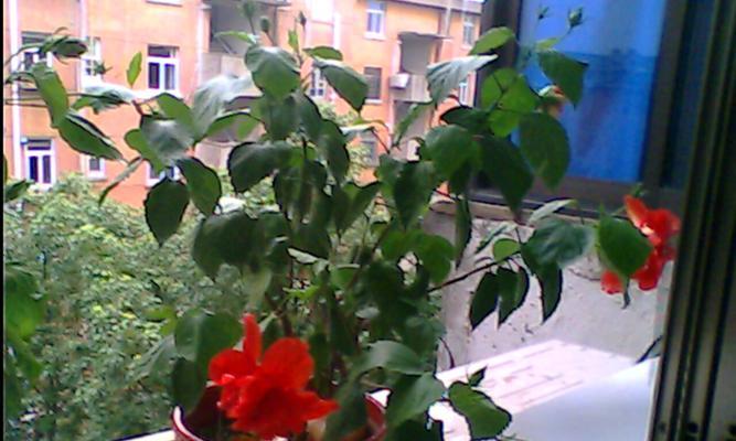 谁不能养扶桑花（防止不良后果）