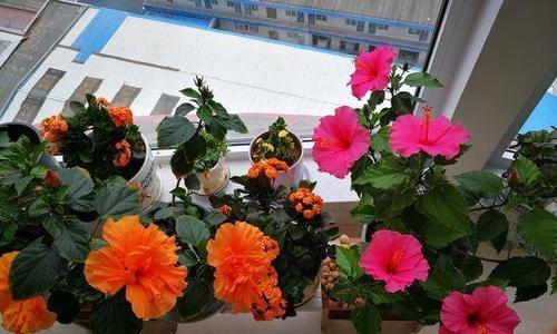 扶桑花的换盆时间（如何恰当地更换扶桑花盆土）