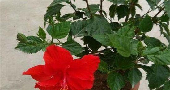 扶桑花室内养护指南（家居美学养护你的扶桑花）