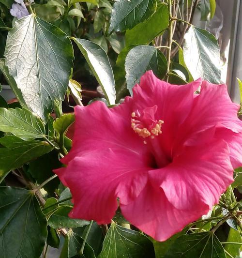 扶桑花室内养护指南（家居美学养护你的扶桑花）