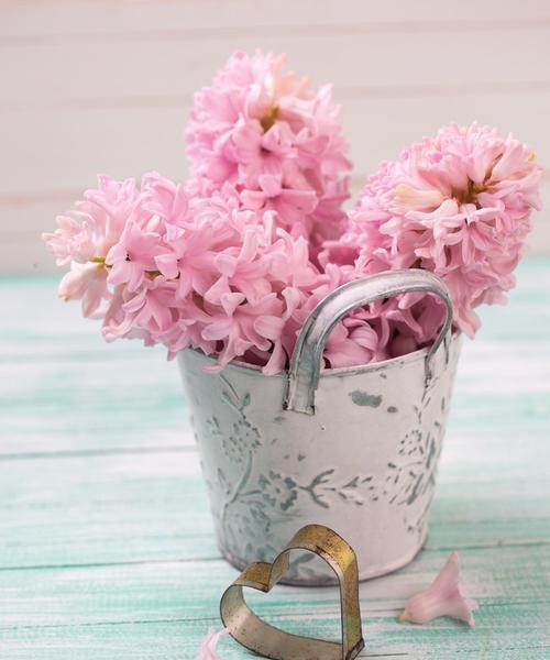 粉色风信子花语（爱的甜美之语）