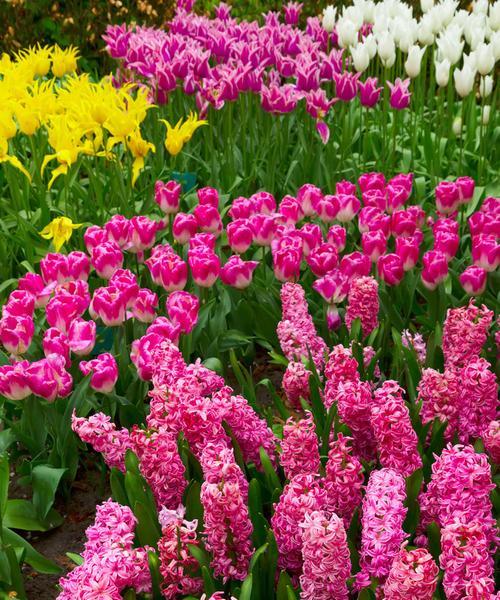 粉色风信子花语（爱的甜美之语）