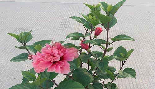 扶桑花室内养护指南（家居美学养护你的扶桑花）