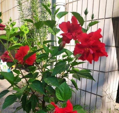 扶桑花水浇多了怎么办（正确的扶桑花浇水方法及养护技巧）