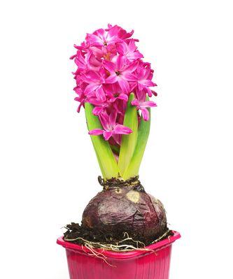 粉色风信子花语的意义及传递情感之美（探究粉色风信子所代表的花语及其传达情感的魅力）