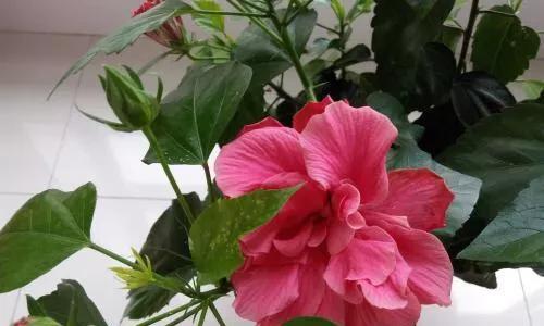 扶桑花土的制作方法（简单易学的家庭培育扶桑花土配制技巧）