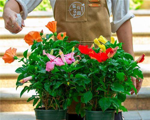 扶桑花土的制作方法（简单易学的家庭培育扶桑花土配制技巧）