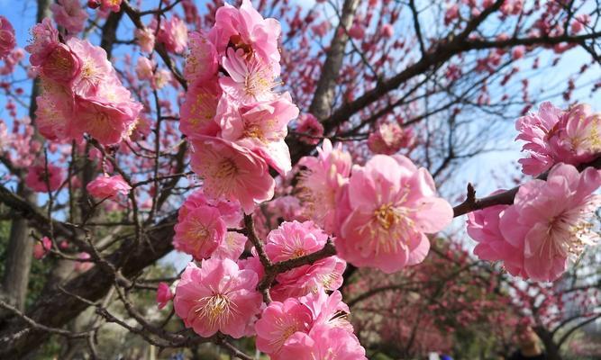 粉色梅花（唤醒内心深处的温柔力量）