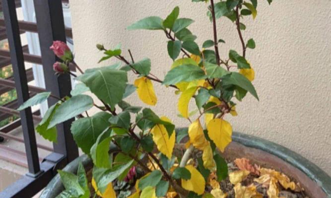 扶桑花叶子蔫了，如何救治（扶桑花叶子蔫了怎么办）