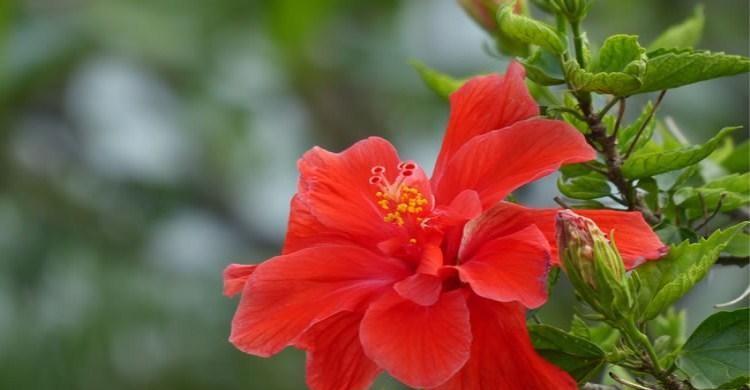 扶桑花的开花频率（探究扶桑花的开花规律及影响因素）