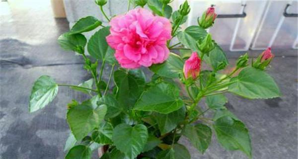 扶桑花种植的盆选——大盆vs小盆（如何选择适合的盆进行扶桑花的种植）