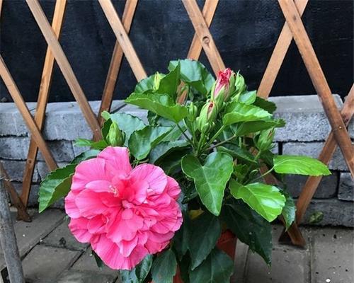 扶桑花的毒性及养护方法（毒性成因）