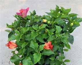 扶桑花的毒性及养护方法（毒性成因）