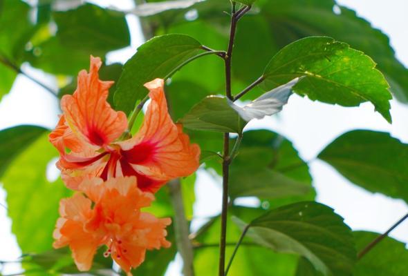 扶桑花的毒性及养护方法（毒性成因）