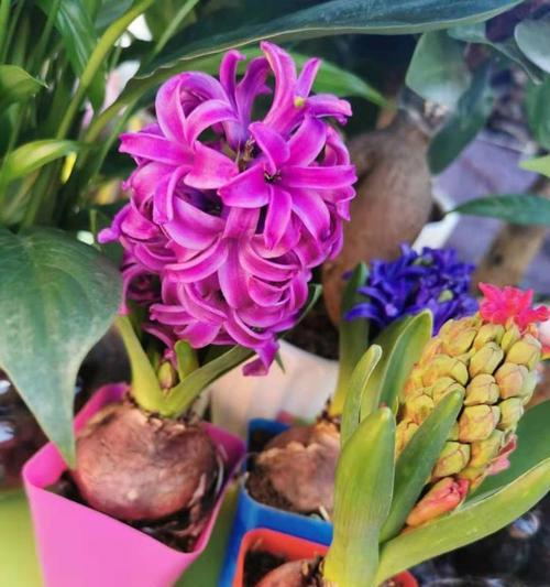 紫色风信子（探寻风信子的秘密与魅力）