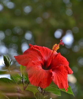 扶桑花——东方之美（探秘扶桑花）