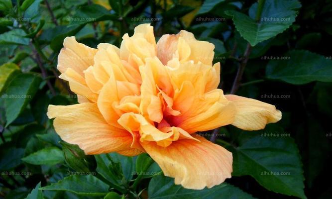 扶桑花——东方之美（探秘扶桑花）