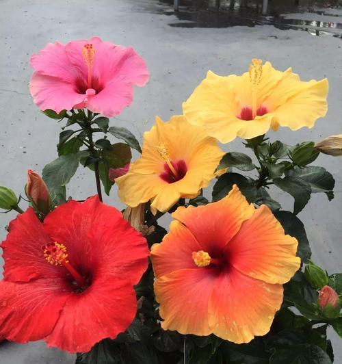 如何让扶桑花安全度过寒冬（冬季养护方法）