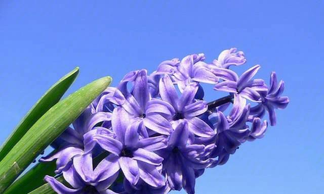 风信子花语小说（春天的芳香）