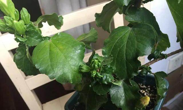 如何有效地缓苗扶桑花——探讨扶桑花缓苗技巧（扶桑花缓苗步骤）