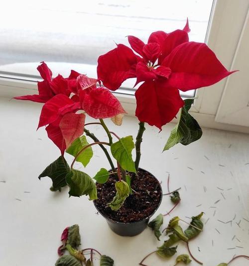 扶桑花修剪全攻略（轻松掌握扶桑花修剪方法）