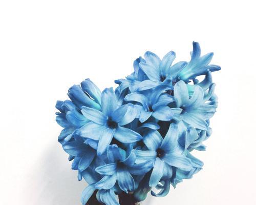风信子花语之祝福与希望（用风信子传递祝福与希望的五种颜色花语）