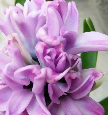 风信子粉色花语（花开一季）