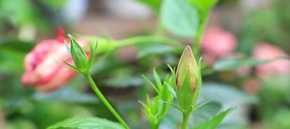 如何治疗扶桑烂根（实用的治疗方法与预防措施）