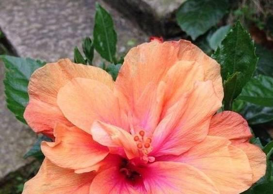 探秘扶桑牡丹的花期（日本国花扶桑牡丹的开花时间和观赏技巧）