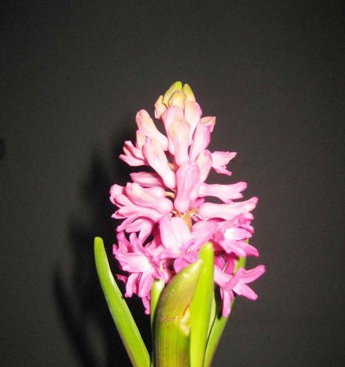 风信子鲜花的花语及象征意义（探寻风信子的浪漫花语）