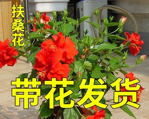 扶桑牡丹的剪枝技巧（春季）