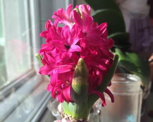 风信子的色彩意义（以风信子颜色为线索）